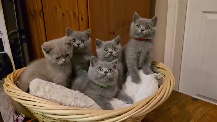 British Shorthair cats for stud: Beautiful lilac boy available for stud duties  - Video 1
