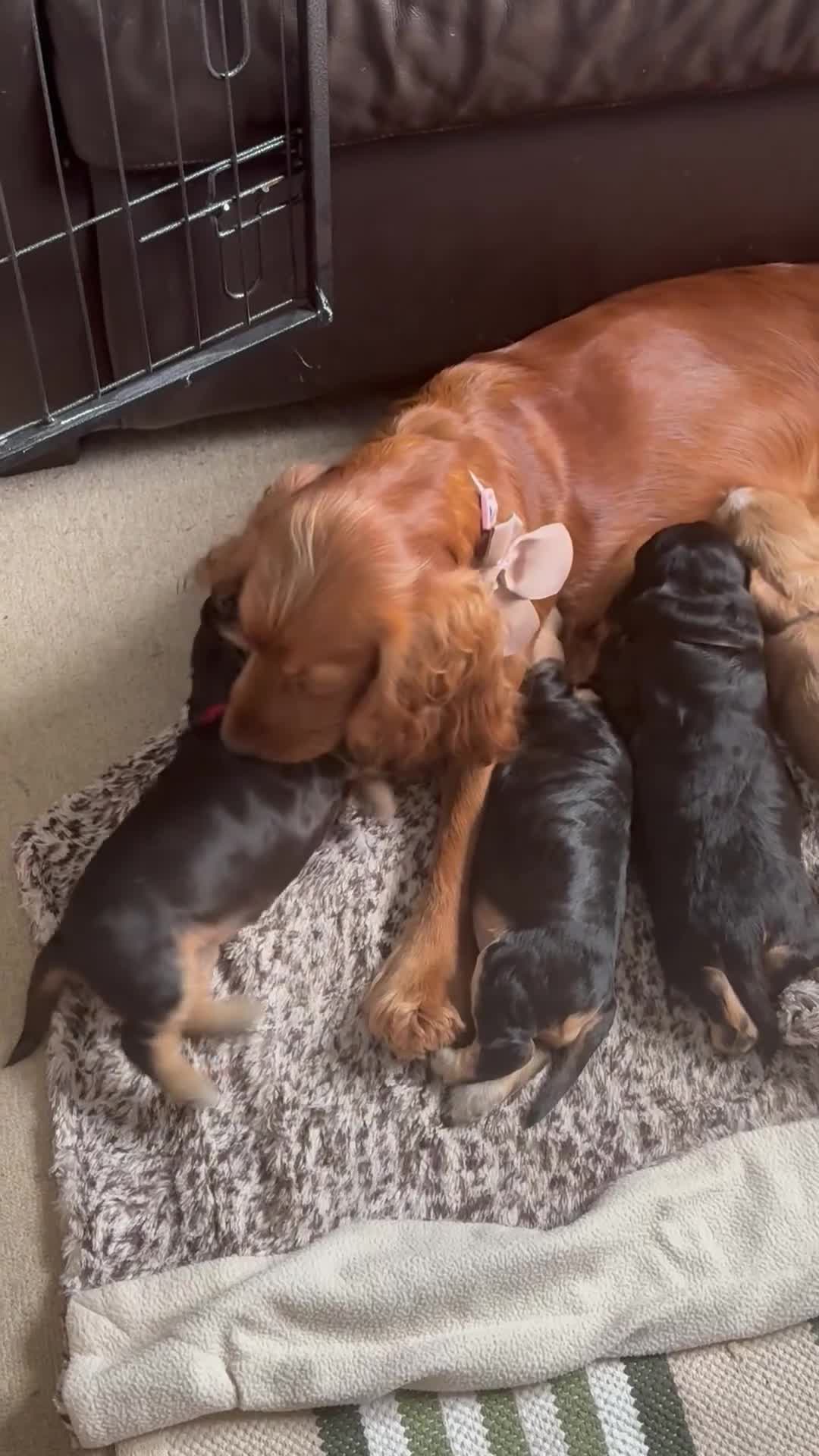 Cocker Spaniel dogs for sale: 🐾 Adorable Cocker Spaniel Puppies  - Video 2