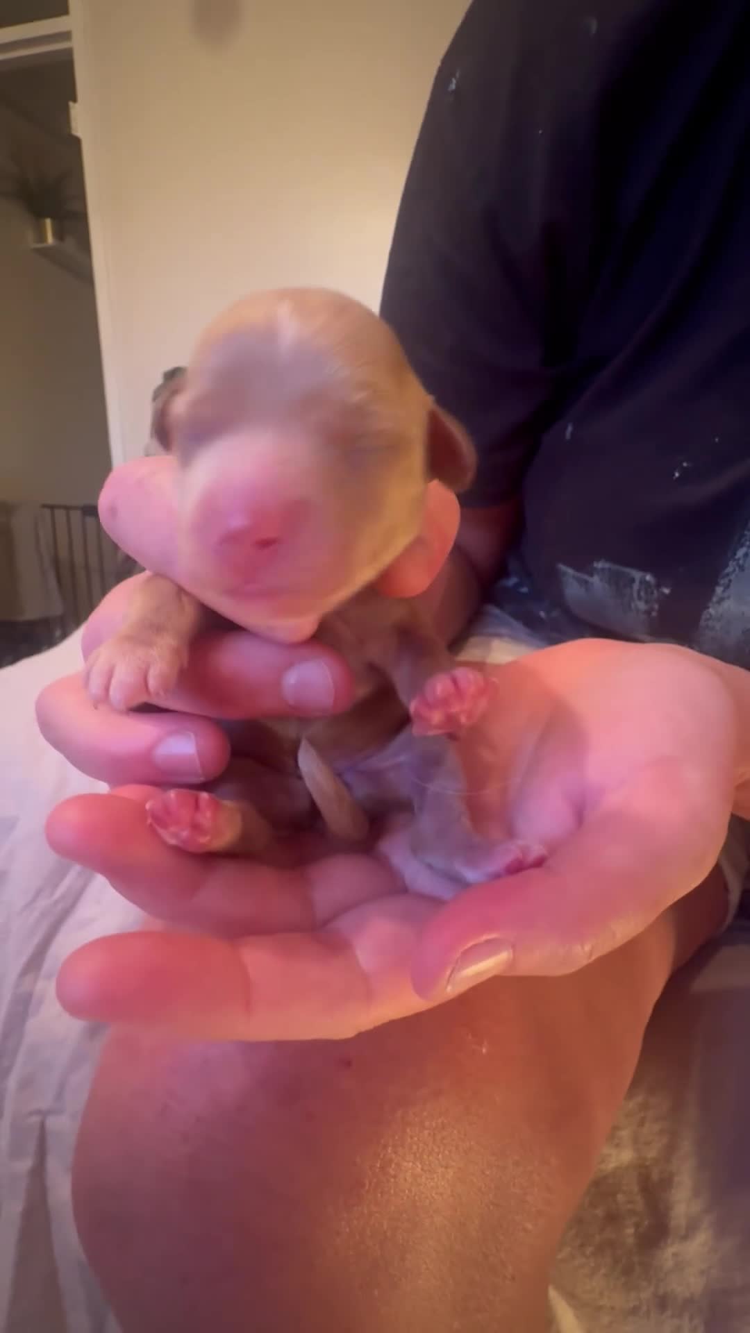 Mixed Breed dogs for sale: Mini cockapoo puppies. Reserve yours now! - Video 3