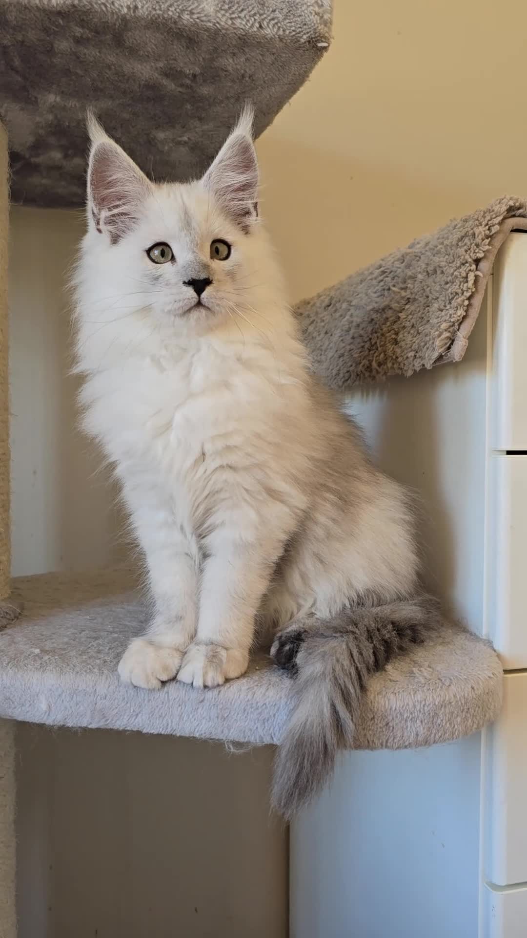 Maine Coon cats for sale: Blue Shaded Maine Coon kittens - Video 3