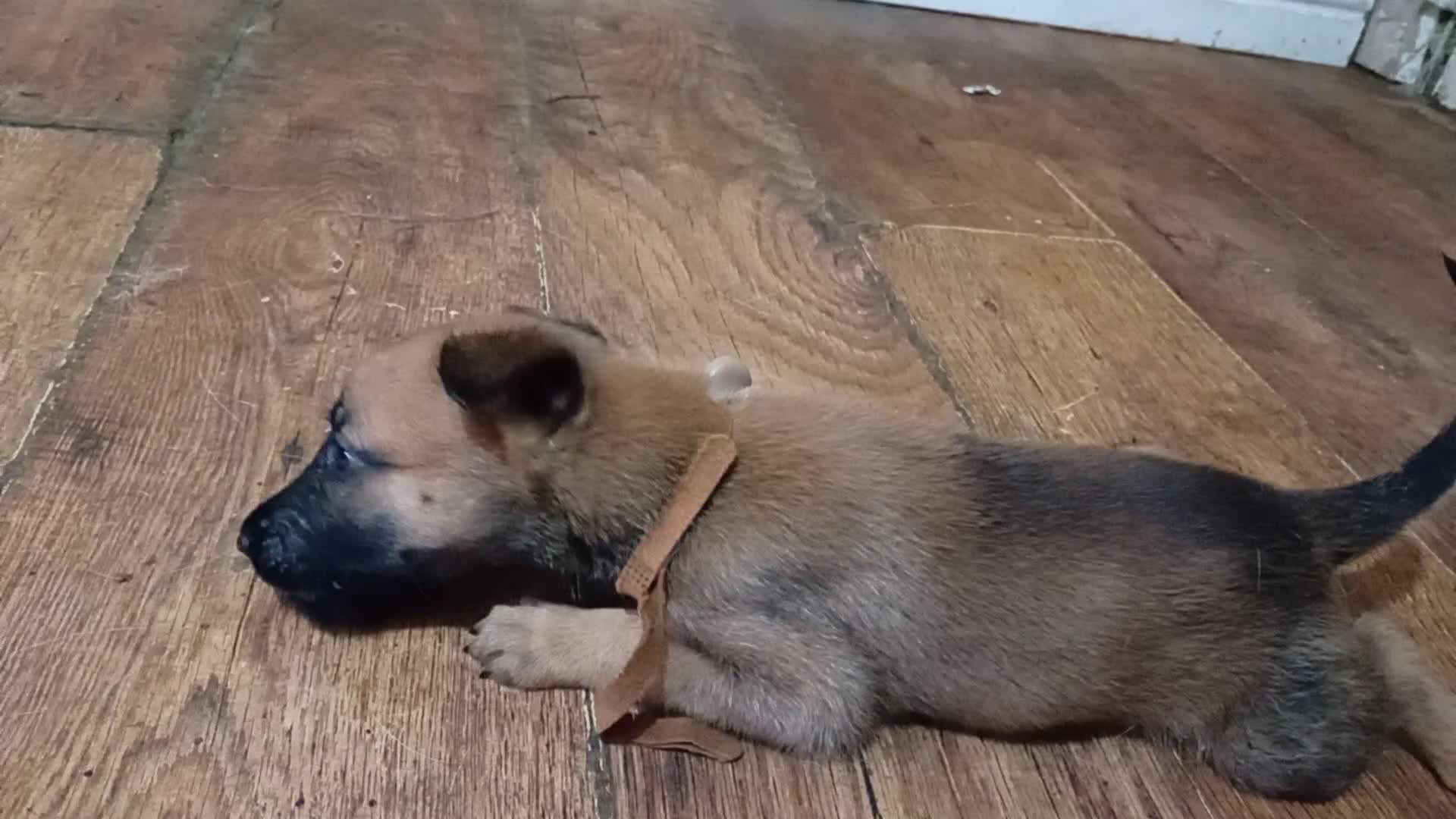 Belgian Shepherd Dog dogs for sale: Belgian malinois puppies for sale  - Video 2