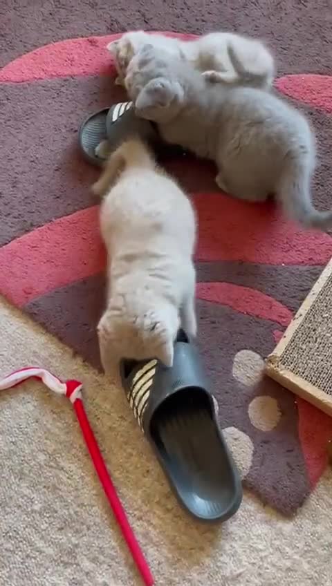 British Shorthair cats for sale: British Lilac Shorthair Kitten Male - Video 3