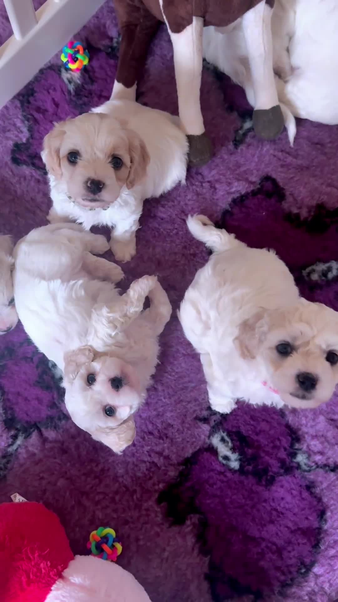 Cavachon dogs for sale: Beautiful Cavachon Puppies - Video 1