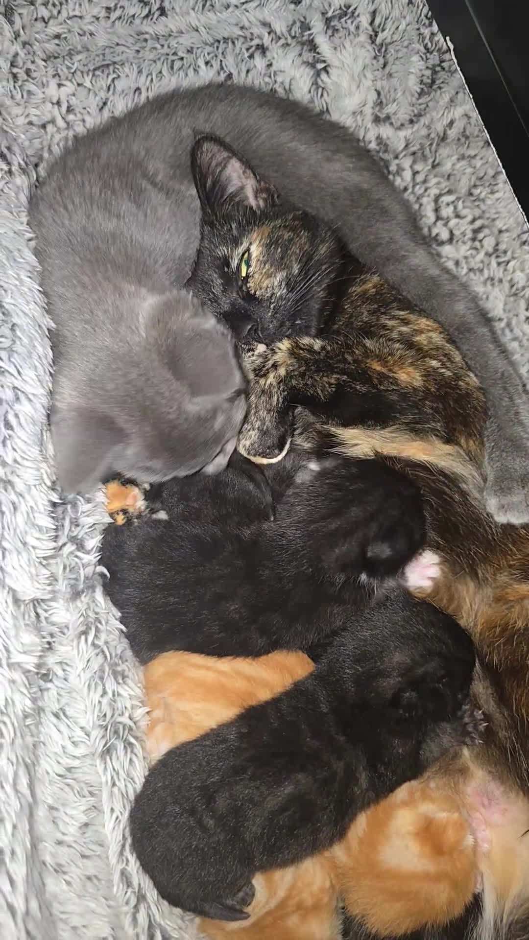 Mixed Breed cats for sale: Kittens for Sale - Video 1