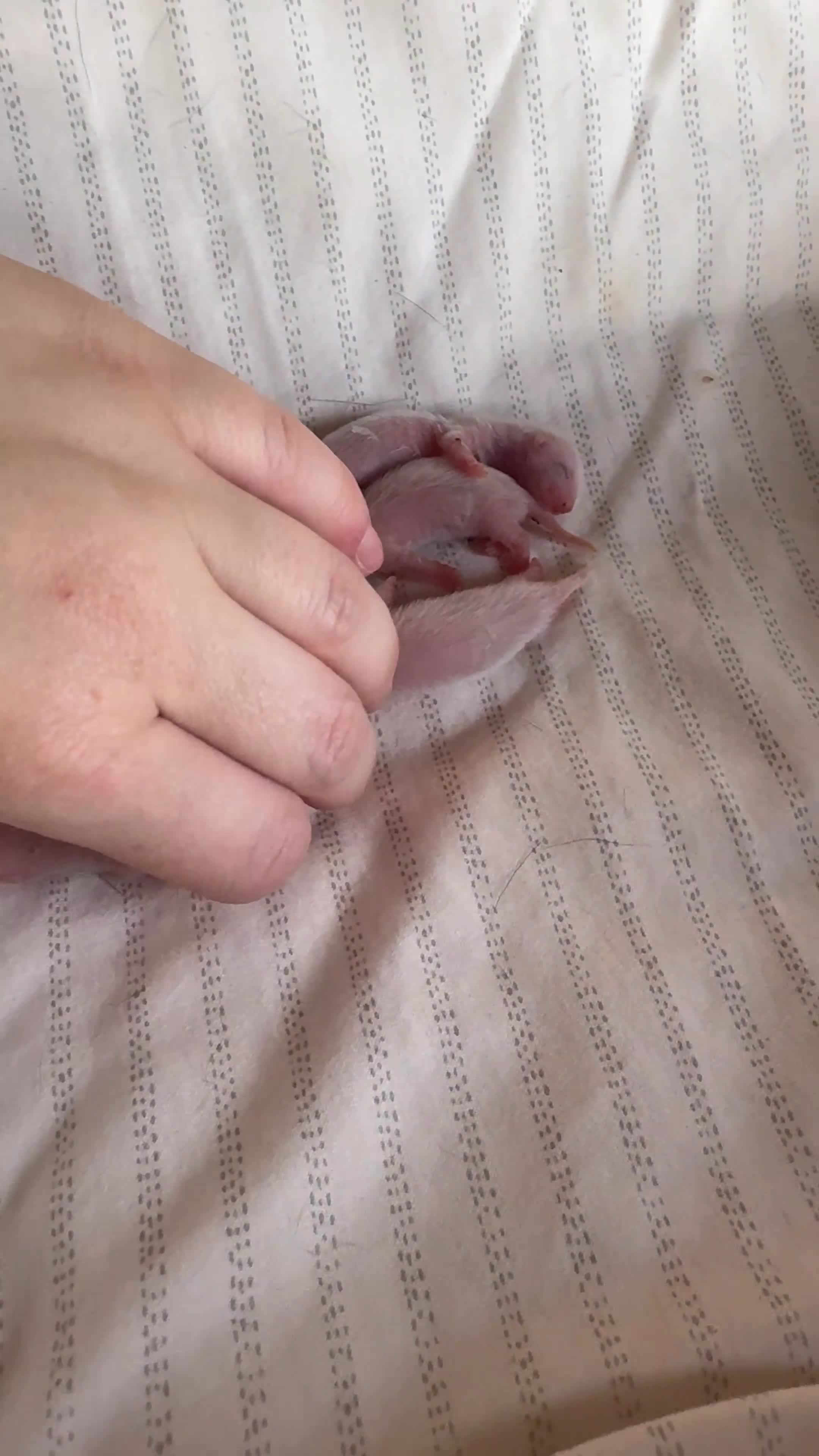 Ferret rodents for sale: Ferret Kits Ready To Leave 5th October - Video 3