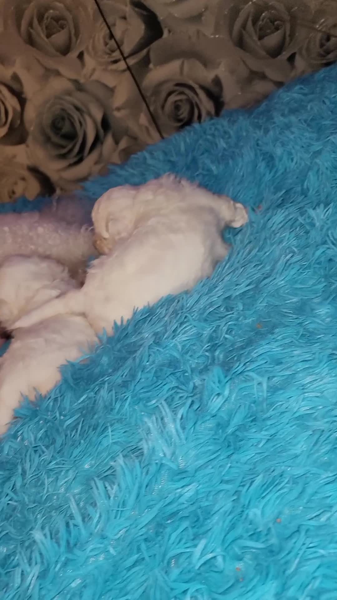 Bichon Frise dogs for sale: beautiful puppies SORRY ALL ARE SOLD NOW X - Video 1