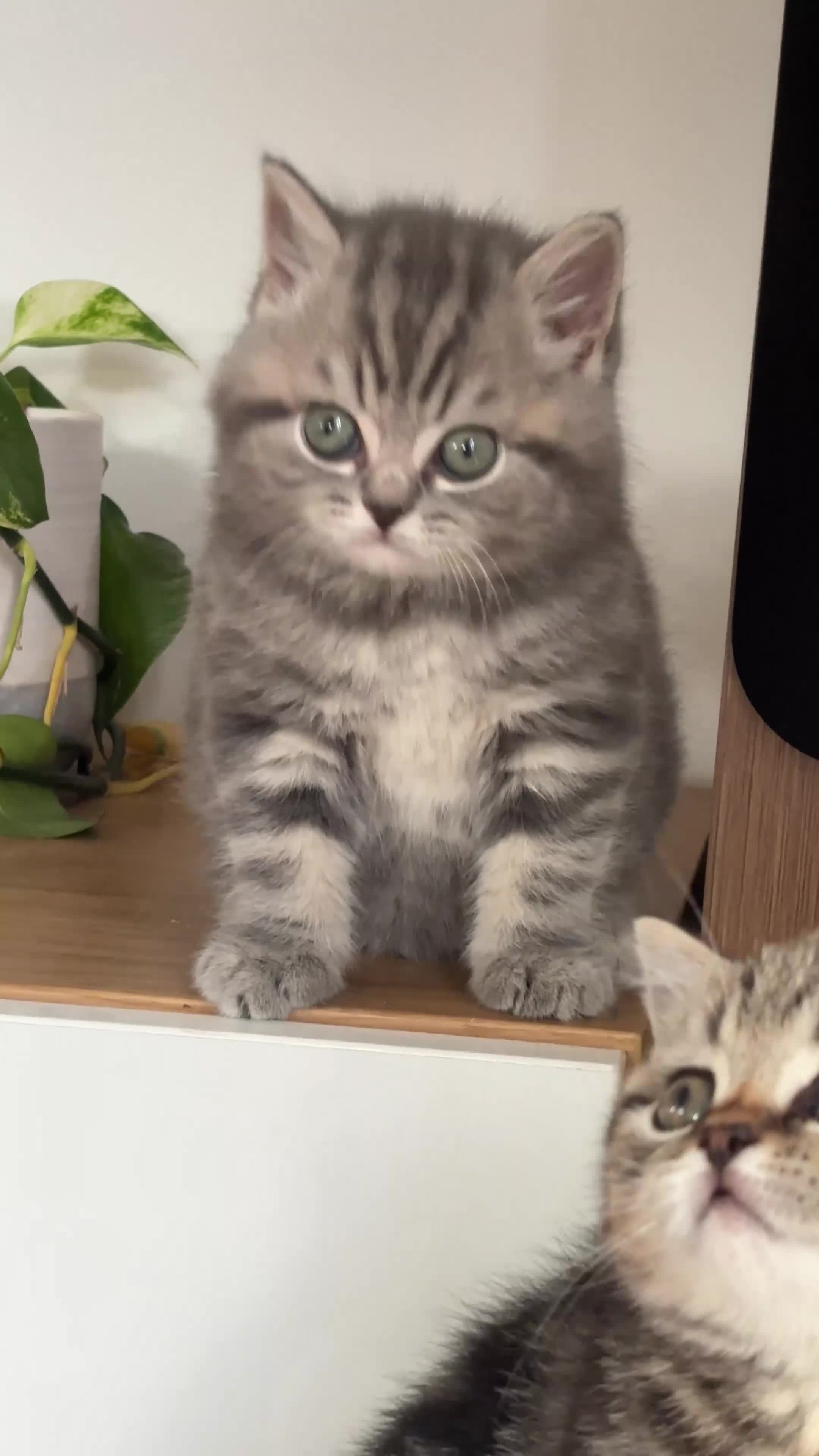 British Shorthair cats for sale: Sunning BSH kittens - ready for  **   - Video 4