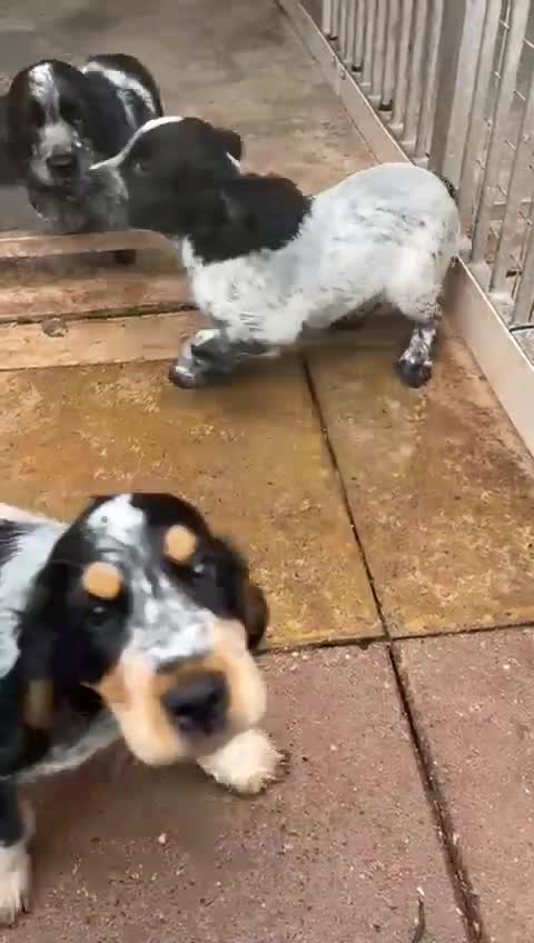 Cocker Spaniel dogs for sale: Stunning KC Show Cocker Spaniels - Video 1