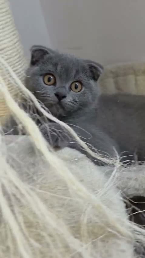 British Shorthair cats for sale: British shorthair - Video 1