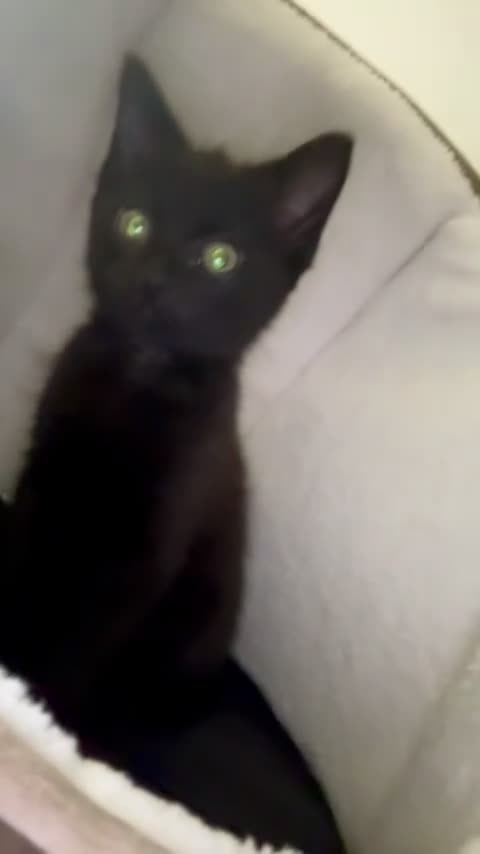 Mixed Breed cats for sale: 10 week old male kitten in St Albans - Video 2