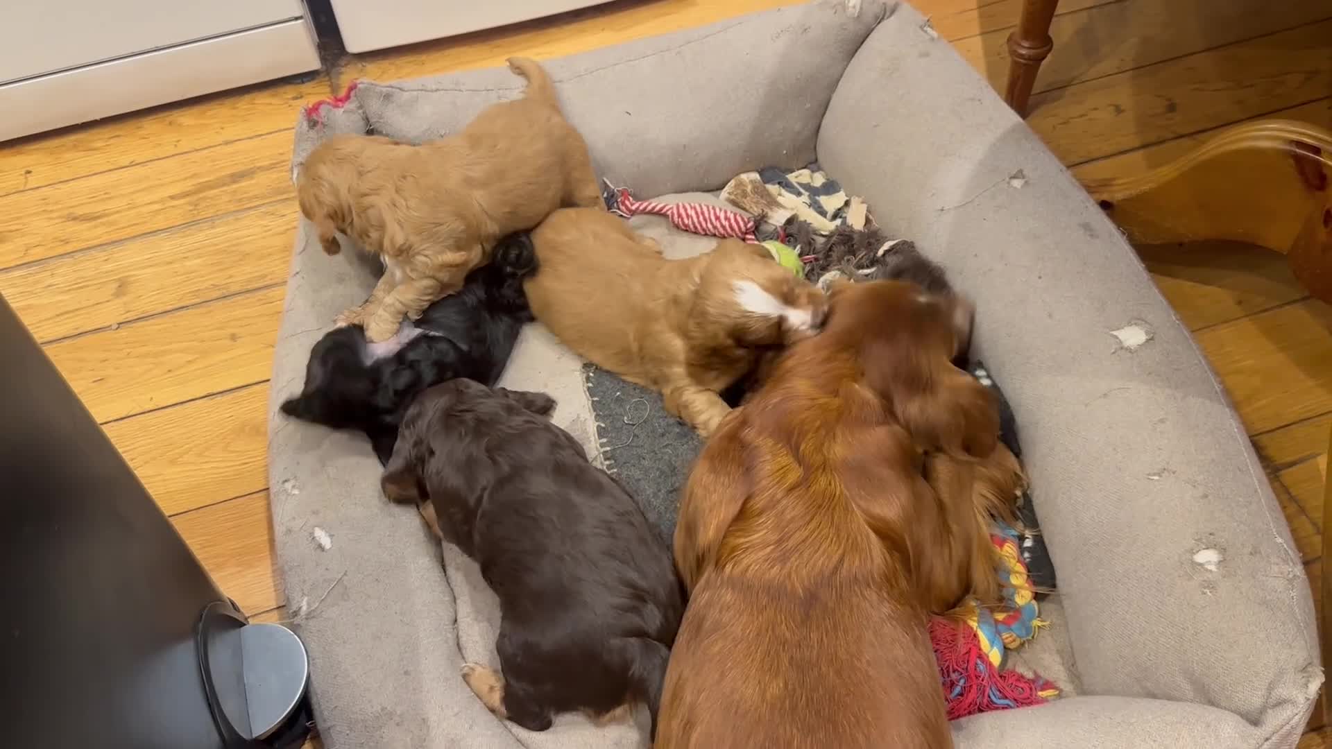Cocker Spaniel dogs for sale: Working cocker spaniel puppies - Video 1