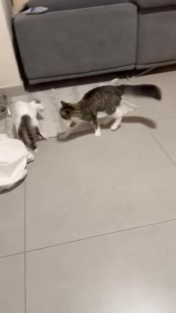 Mixed Breed cats for adoption: Charlie the cuddlebug - Video 1