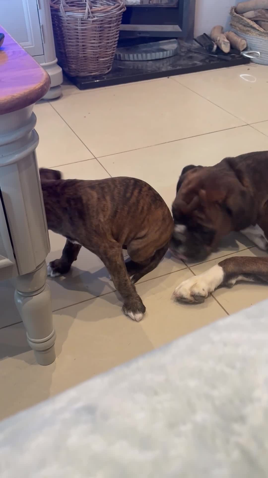 Boxer dogs for sale: READY NOW. LAST GIRL 🐶  - Video 4