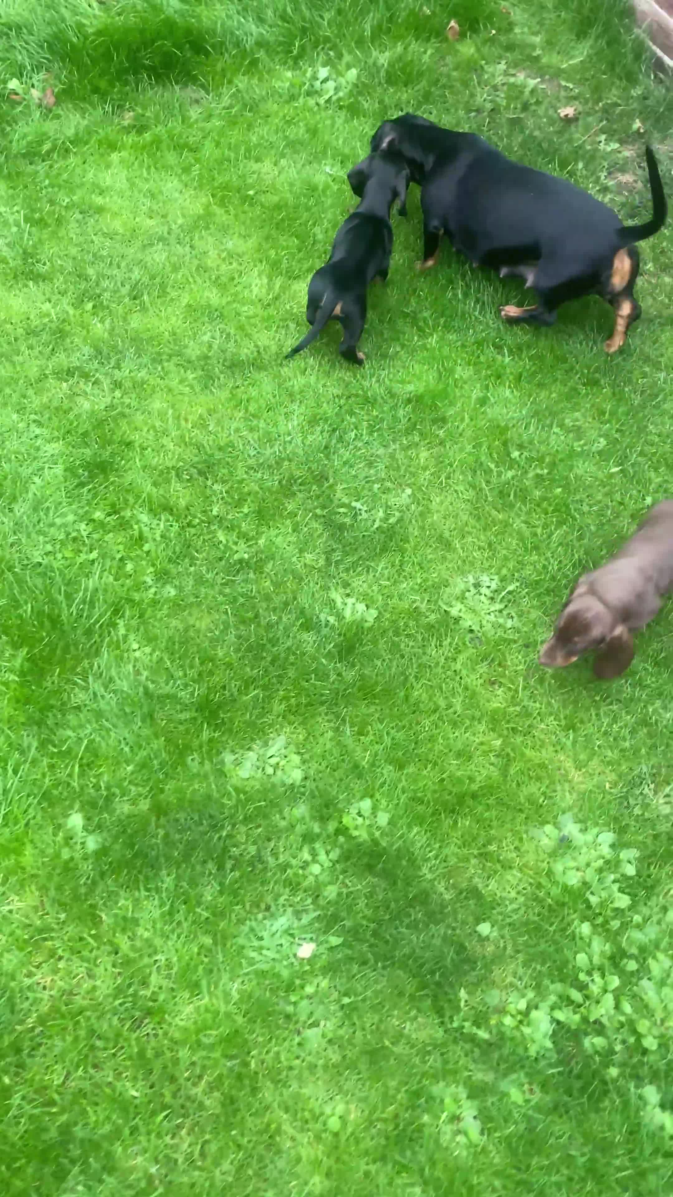 Dachshund dogs for sale:  Only one girl left 💕SOLD  - Video 4