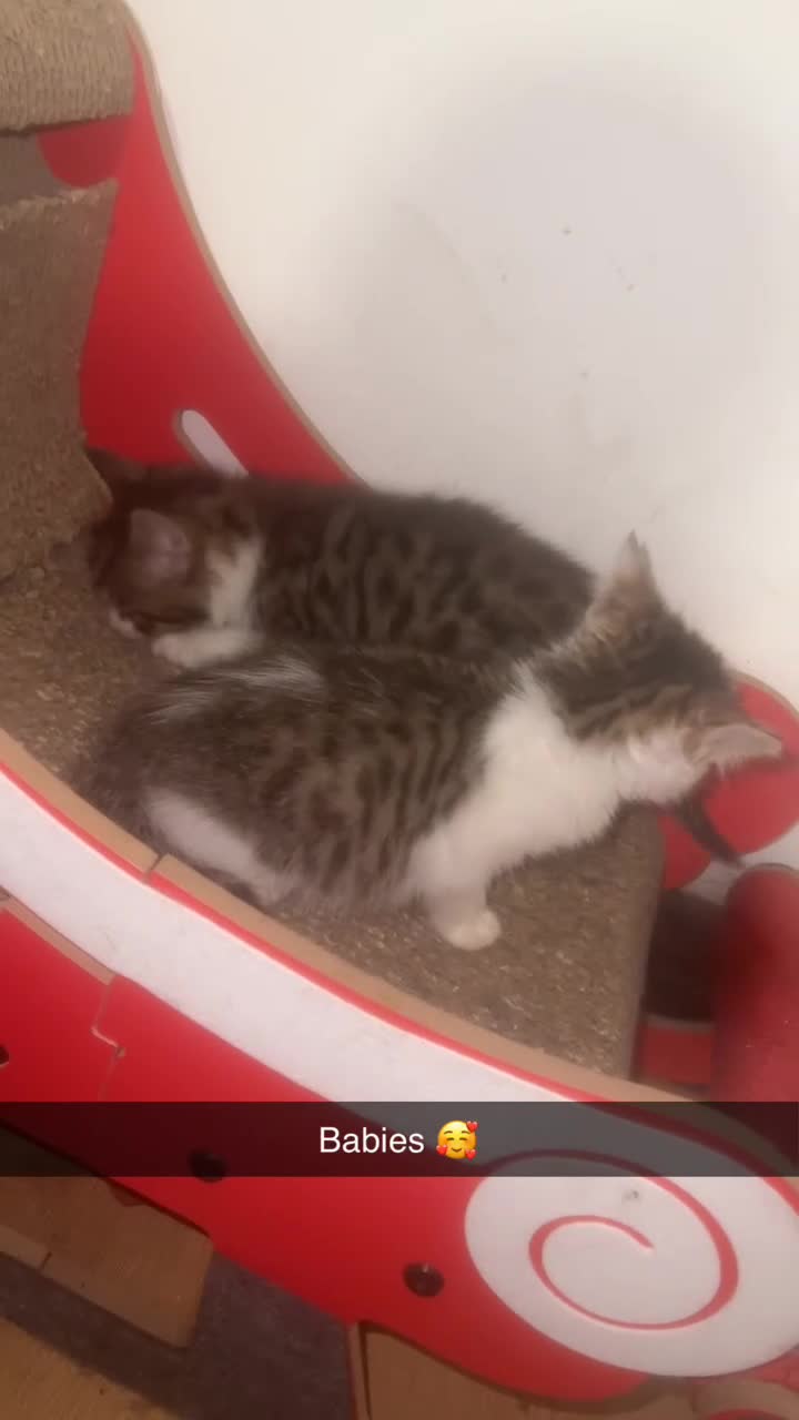 Mixed Breed cats for sale: 2 boys available  - Video 1