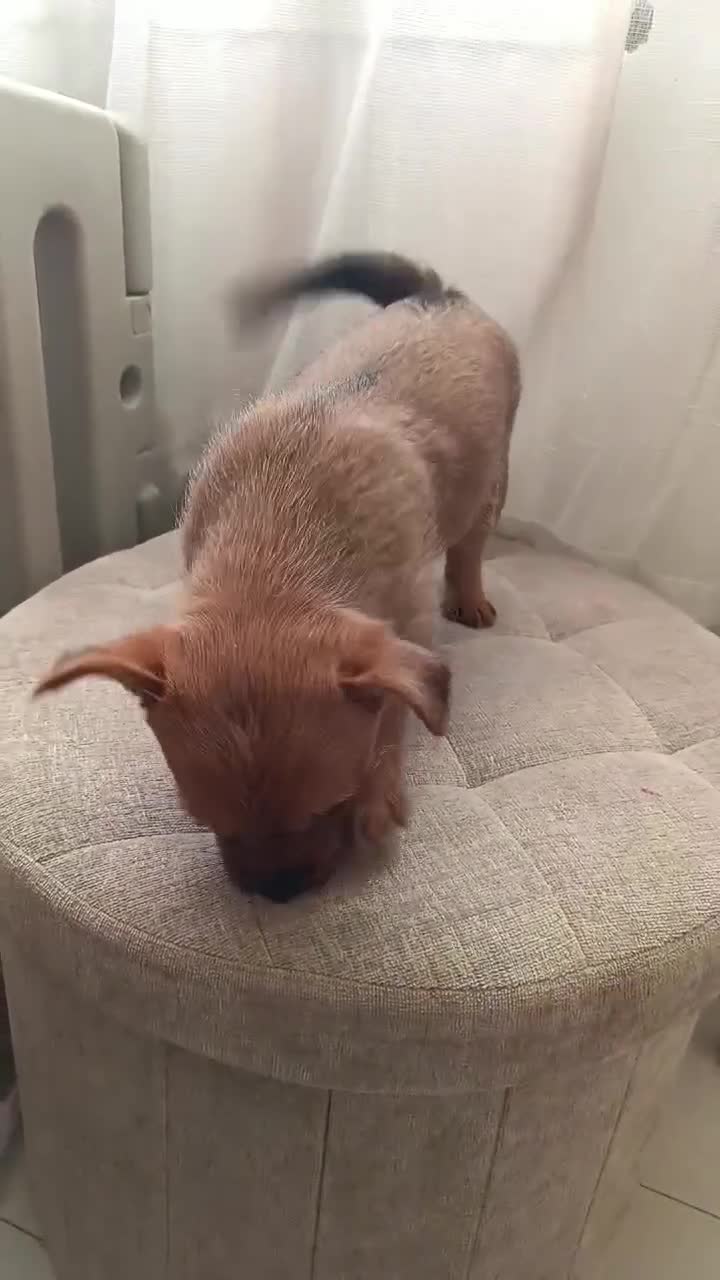 Mixed Breed dogs for sale: Yorkshire terrier x Pomeranian - Video 1