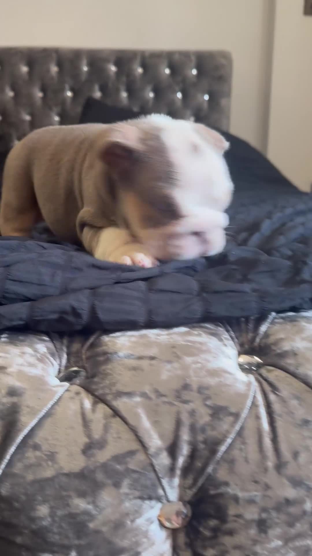 English Bulldog dogs for sale: English bulldog puppies  - Video 3