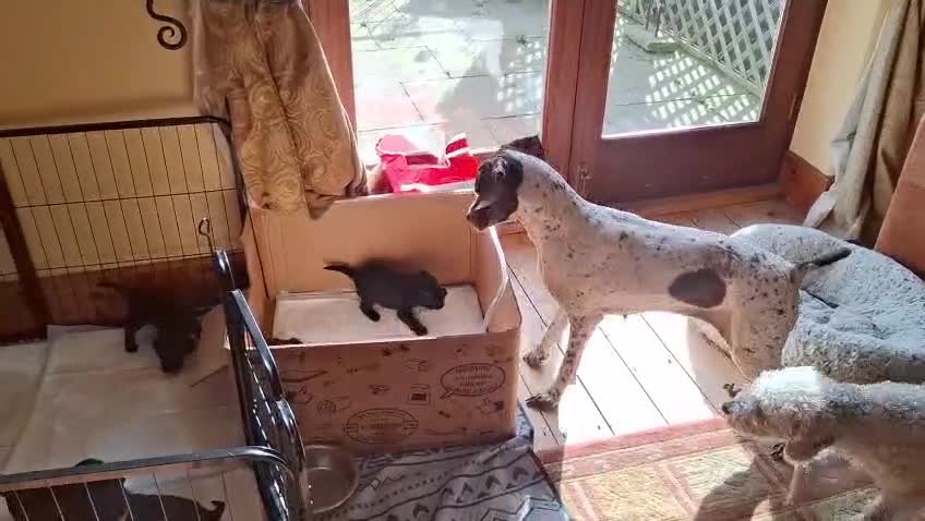 Bedlington Terrier dogs for sale: Four Beautiful Bedlington Boys - Video 2