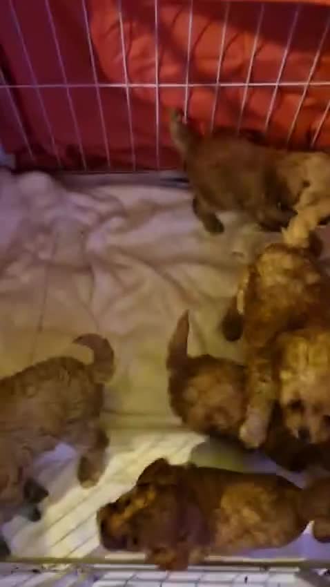 Cavapoo dogs for sale: Kavapoo - Video 1
