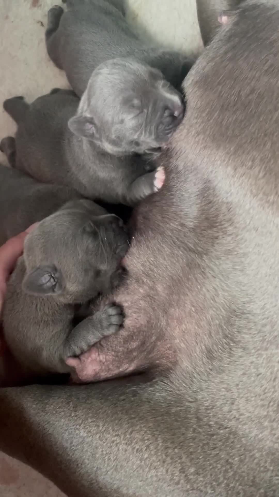 Staffordshire Bull Terrier dogs for sale: Blue Staffordshire bull terrier kc registered ❗️ - Video 1