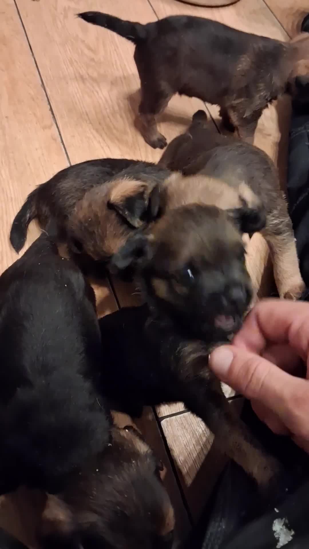 Border Terrier dogs for sale: Pip's littre of 5 in Halesowen - Video 1