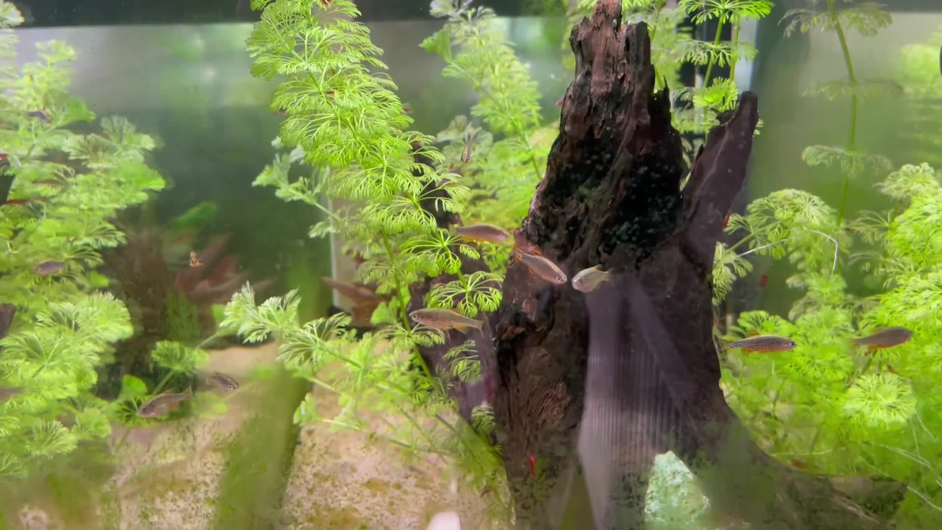 Corys fish for sale: 8 Corydoras similis & 15 Celestial Danios. - Video 1