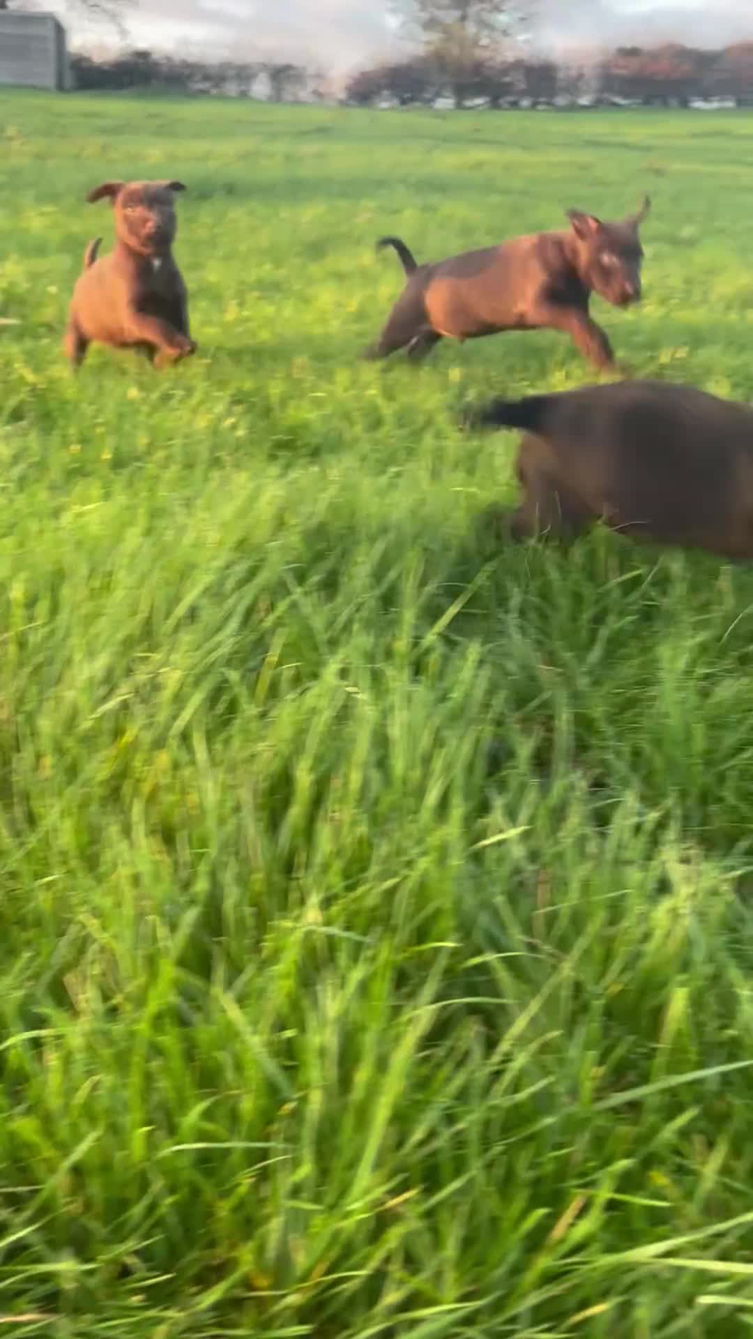 Patterdale Terrier dogs for sale: Perfect patterdale puppies - Video 4