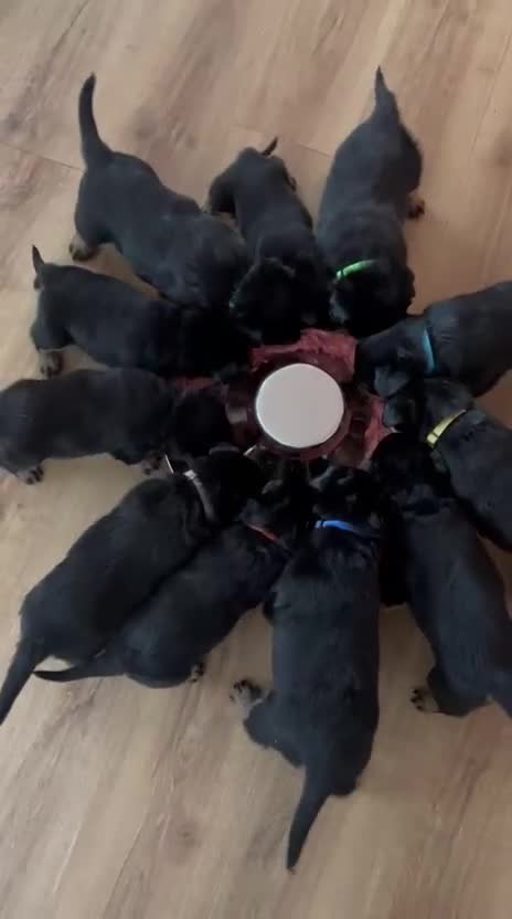 Rottweiler dogs for sale: Rottweiler pups KC Registered + Champ Bloodlines - Video 2