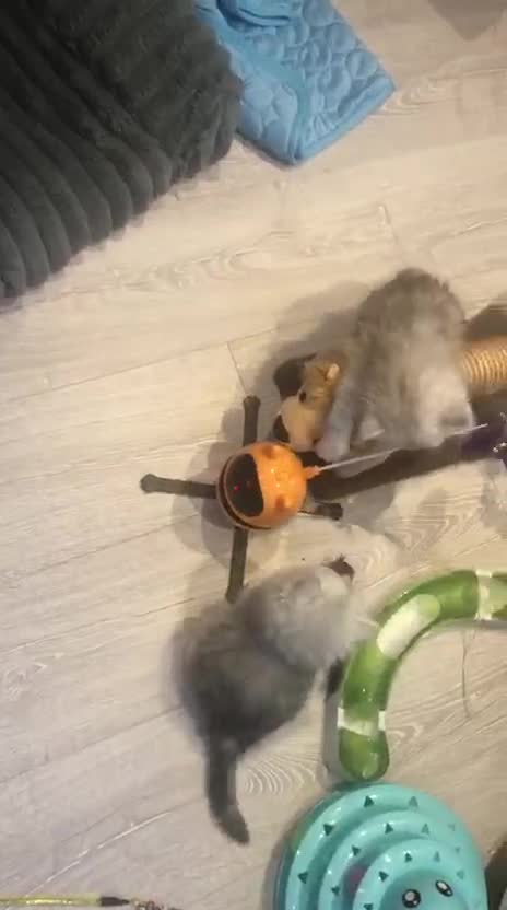 Persian cats for sale: Persian Kittens  - Video 2