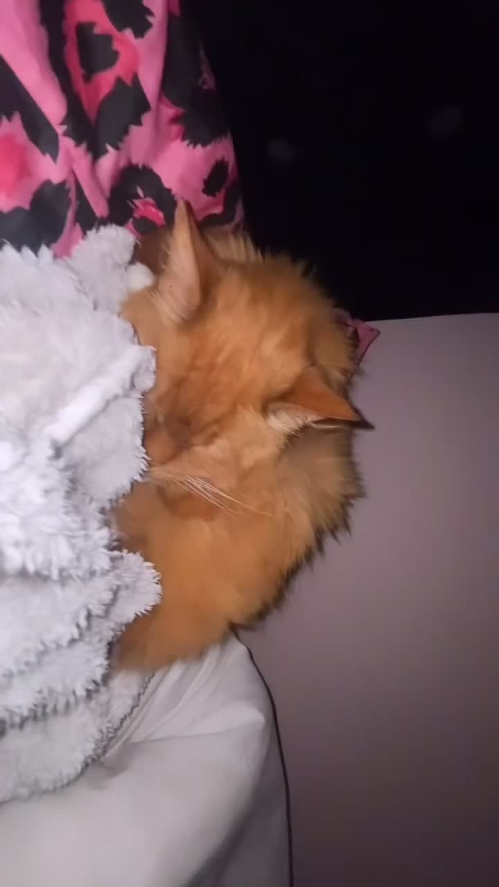 Maine Coon cats for sale: ABSOLUTELY BEAUTIFUL Red Tabby Maine Coon Boy - Video 1