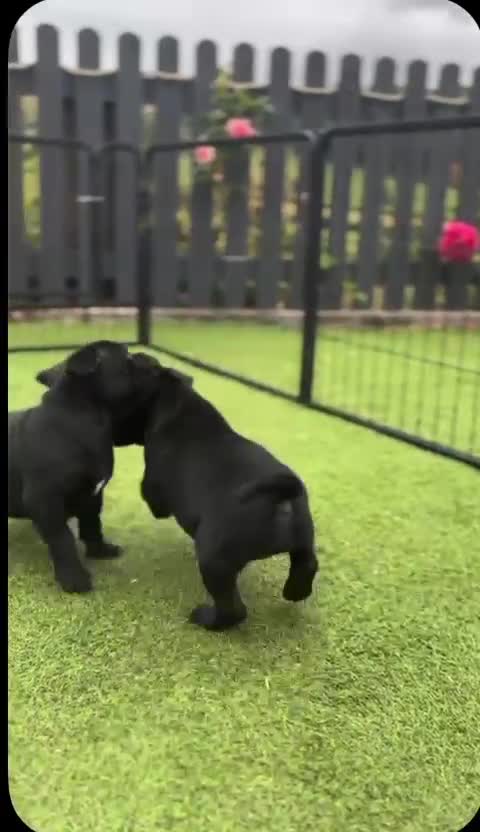 Staffordshire Bull Terrier dogs for sale: Kc reg Quality traditional sbt puppies - Video 1