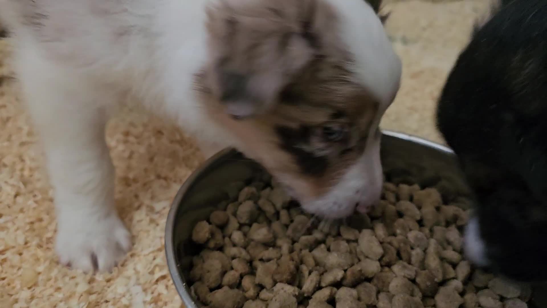 Border Collie dogs for sale: Border collie puppies - Video 1