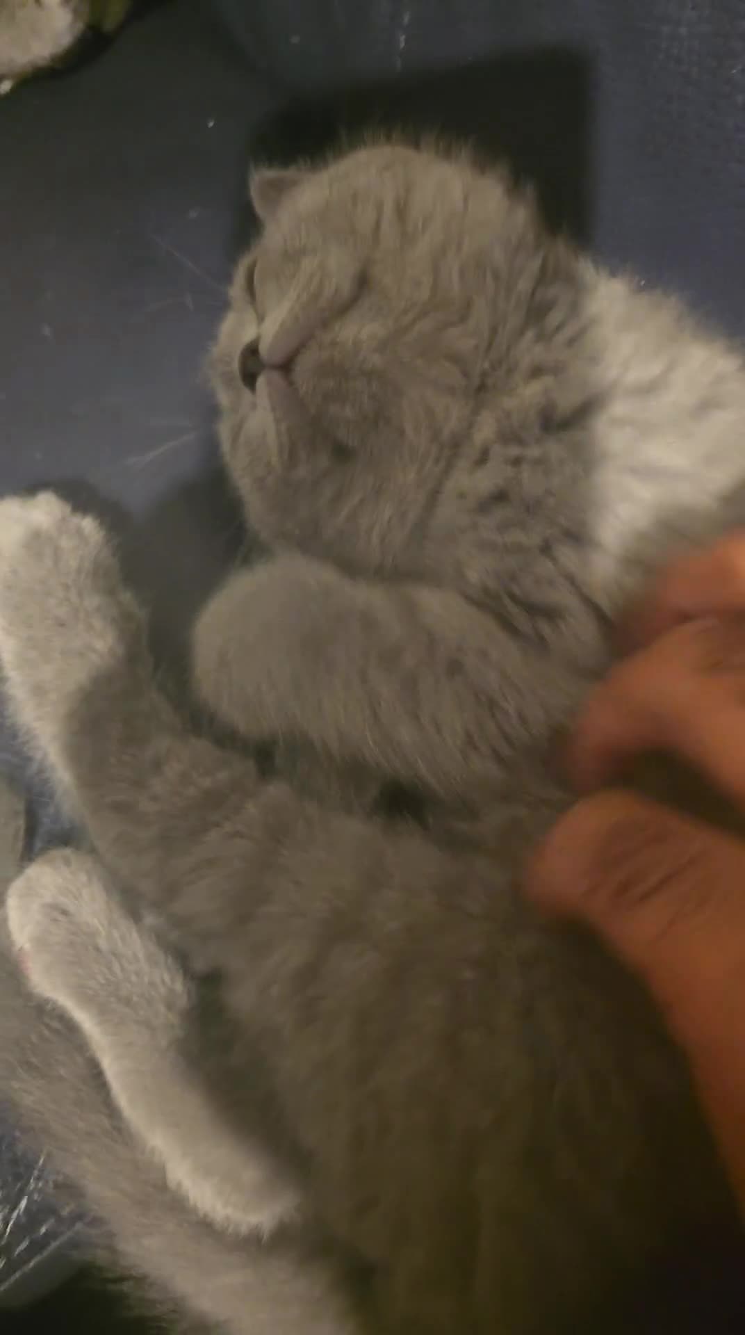 British Shorthair cats for sale: Ready to go to there forever homes 🏡 😌 💕  - Video 1