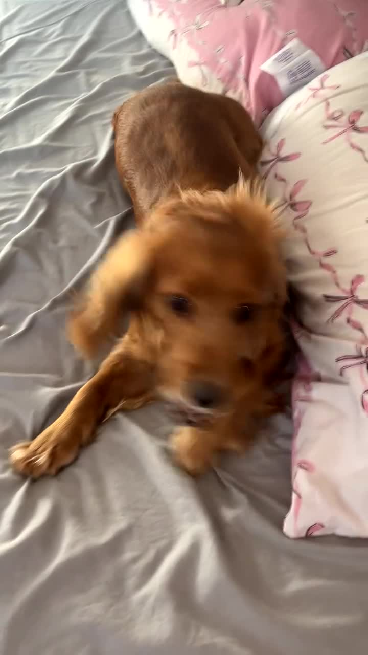 Mixed Breed dogs for sale: Cocker spaniel  - Video 1