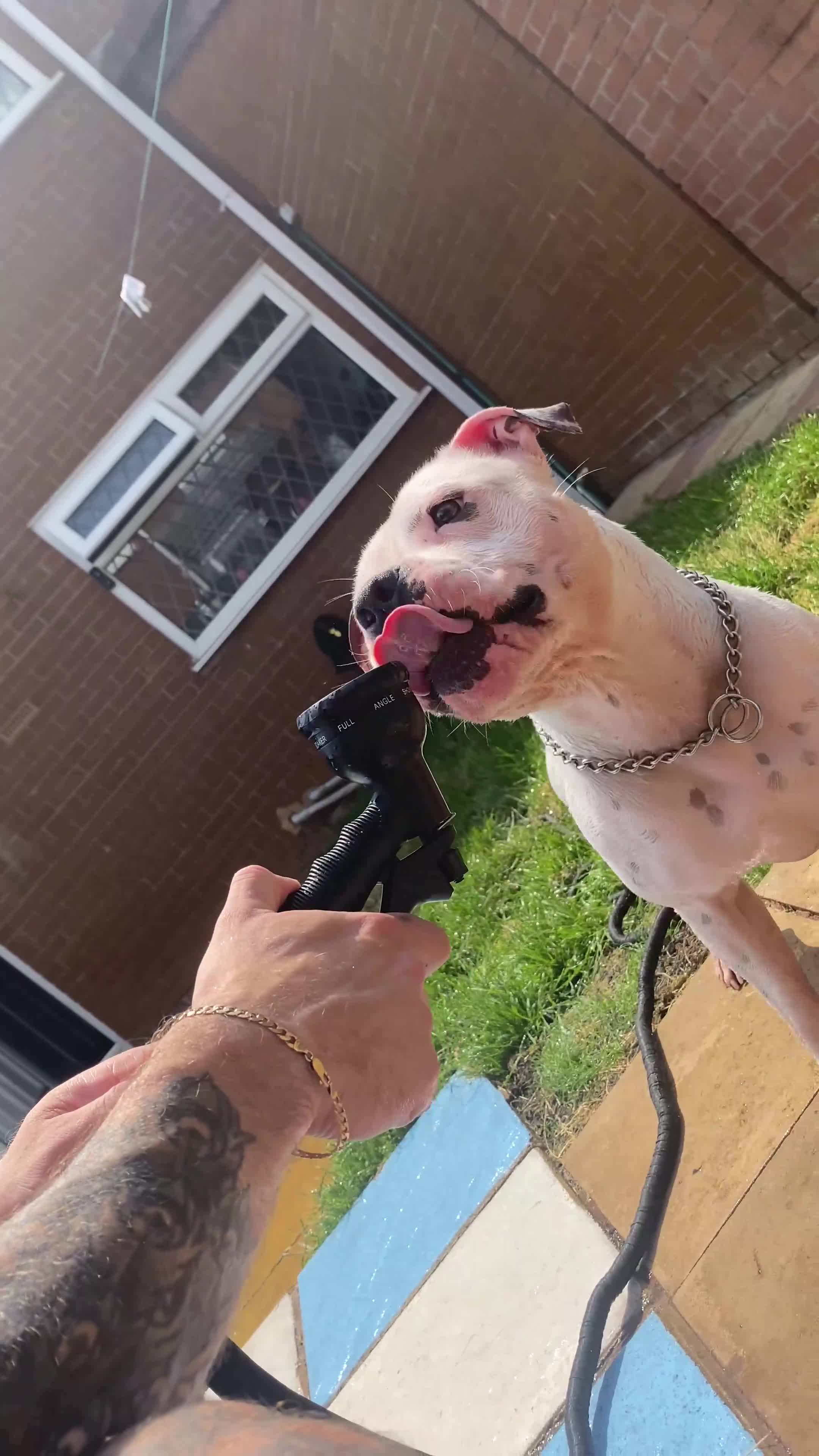 Mixed Breed dogs for stud: Ghost for Stud - Video 1