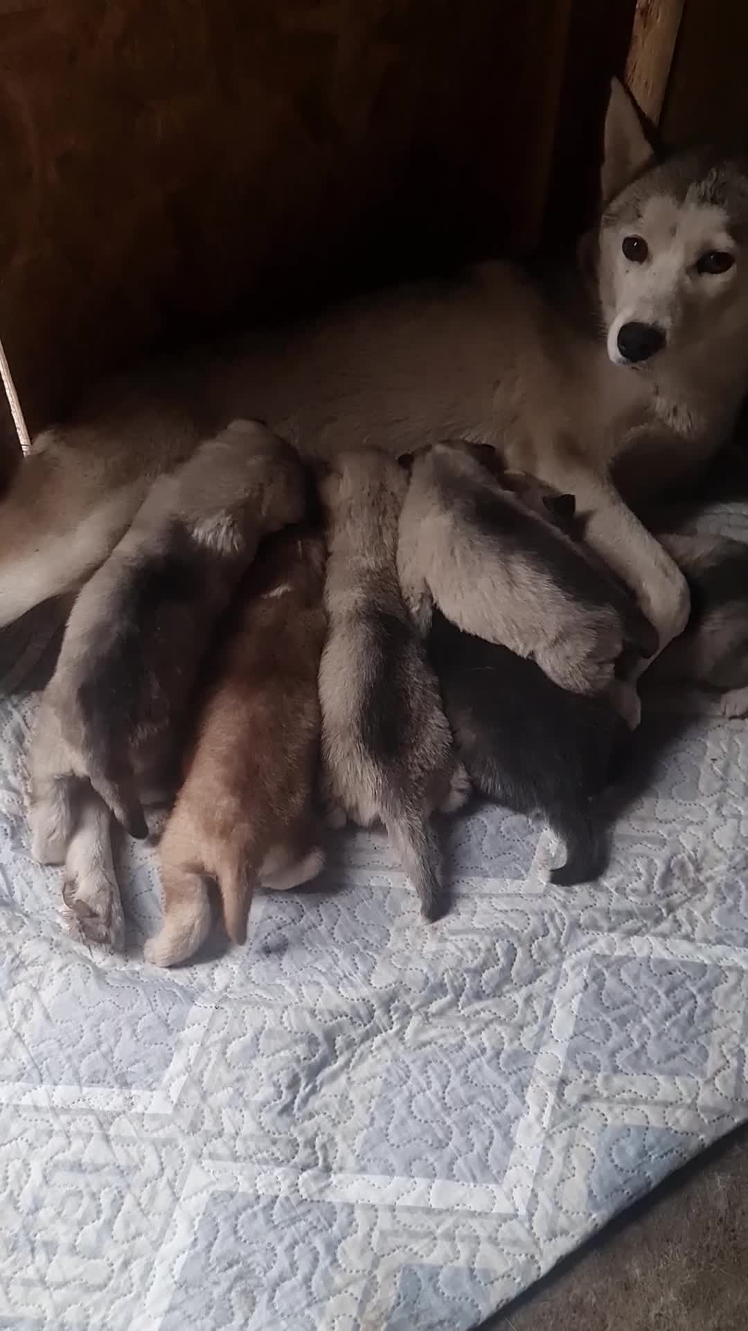 Siberian Husky dogs for sale: 6 siberian husky  - Video 1