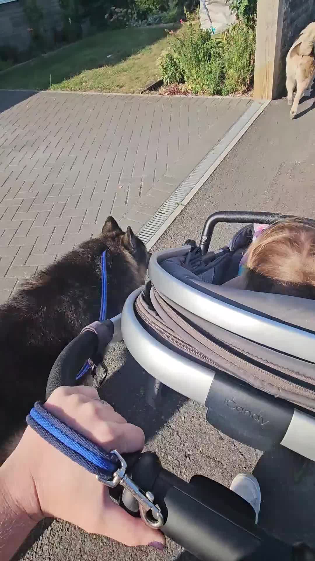 Mixed Breed dogs for sale: Urgent home needed - Video 1