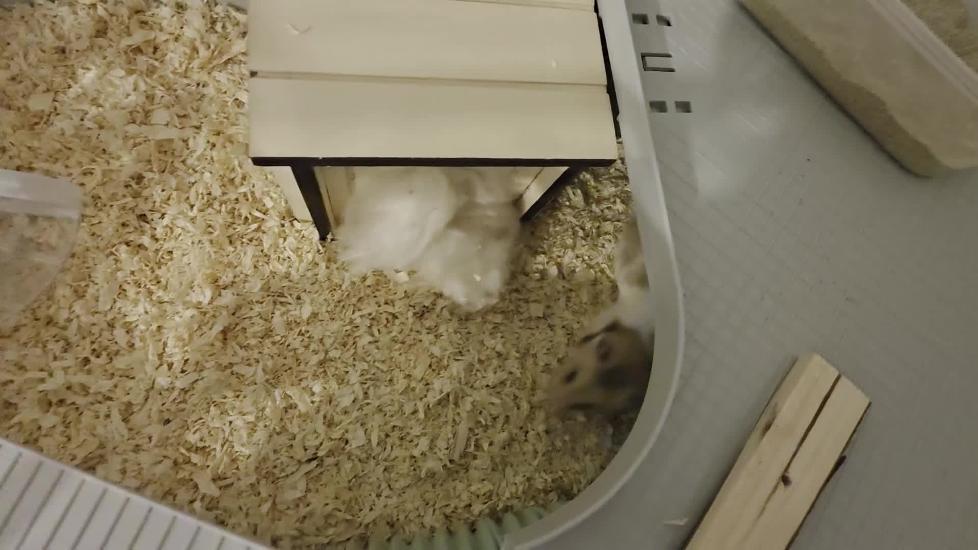 Hamster rodents for sale: Female Hamster  - Video 1