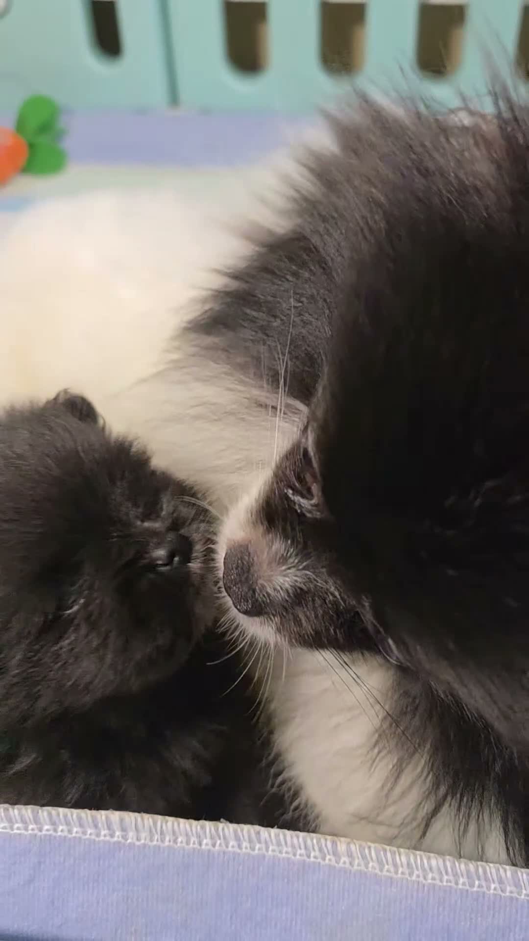Pomeranian dogs for sale: Beautiful KC Registered Pomeranian Puppies - Video 3