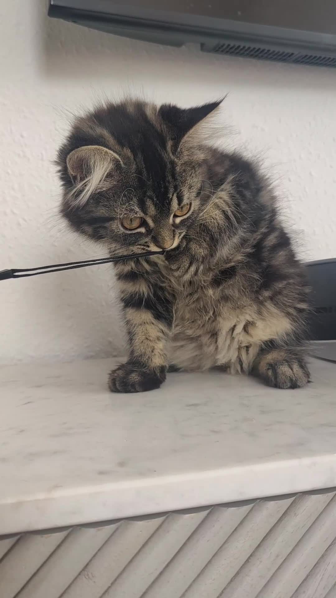 Mixed Breed cats for sale: Persian kittens for sale  - Video 2