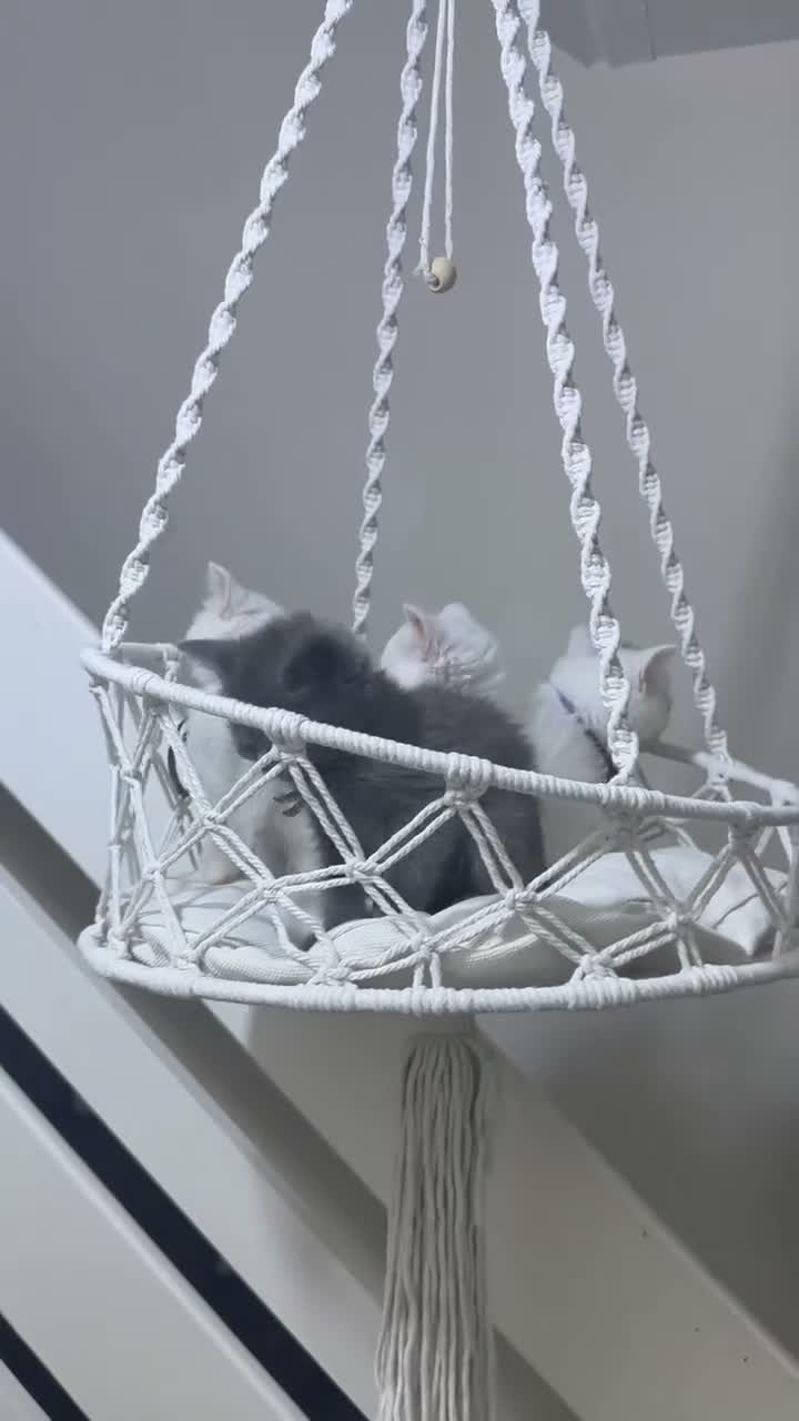 Persian cats for sale: Pure parsin  - Video 1