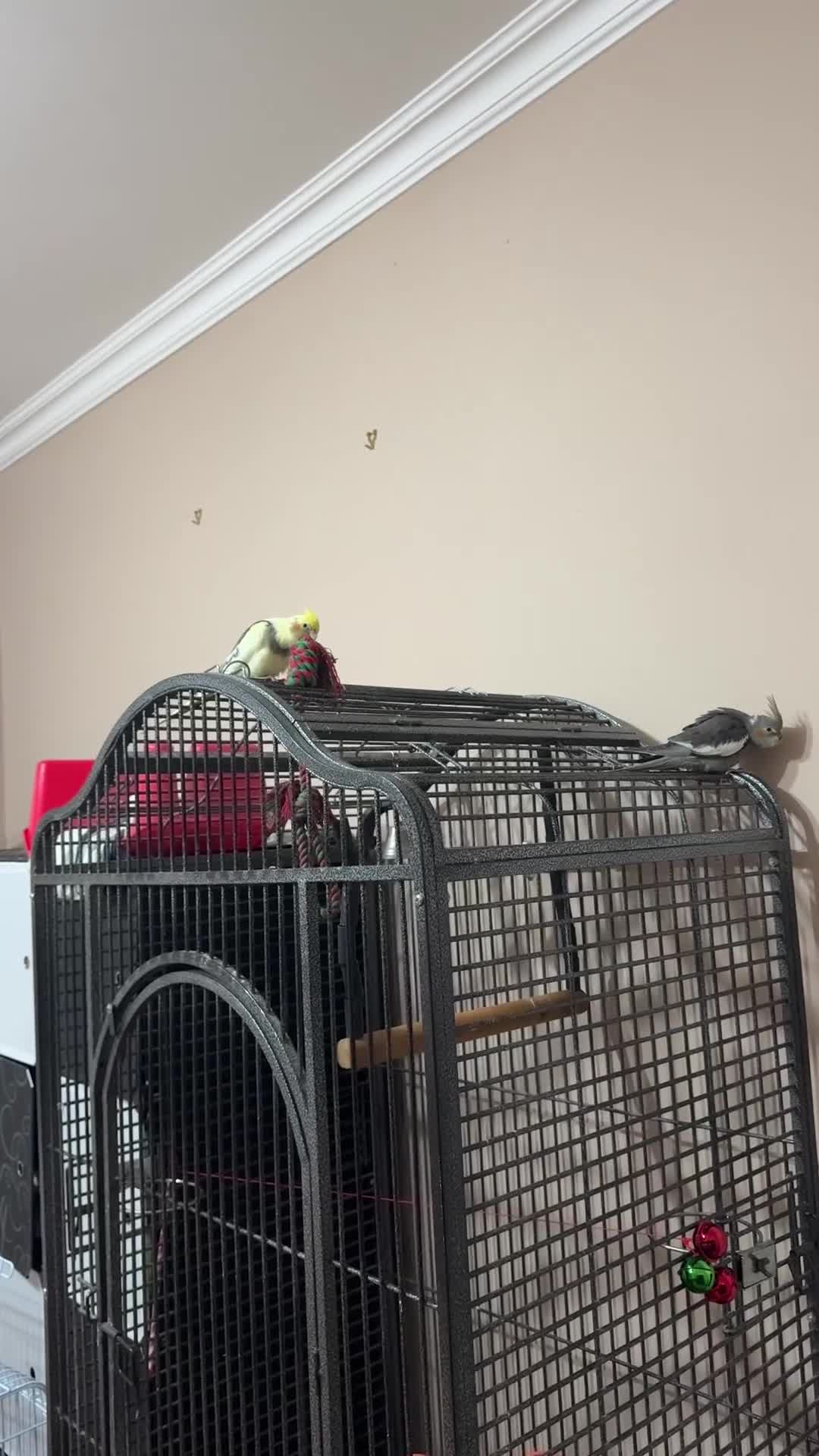Cockatiels birds for sale: Cocatiels  - Video 1