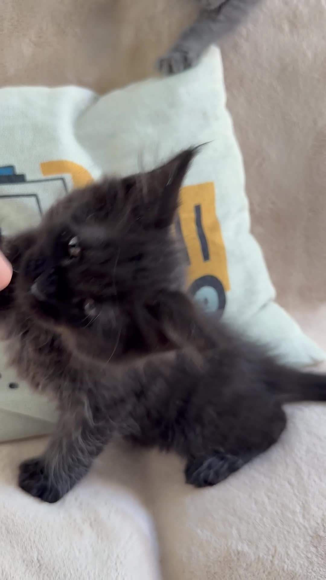 Maine Coon cats for sale:     Stunning Purebred Maine Coon Kitten - Video 3