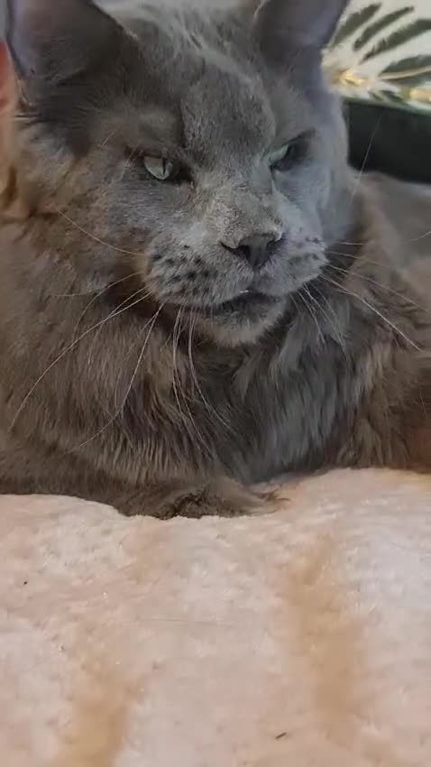 Maine Coon cats for sale: Tica registered Maine Coons from champion lines  - Video 3