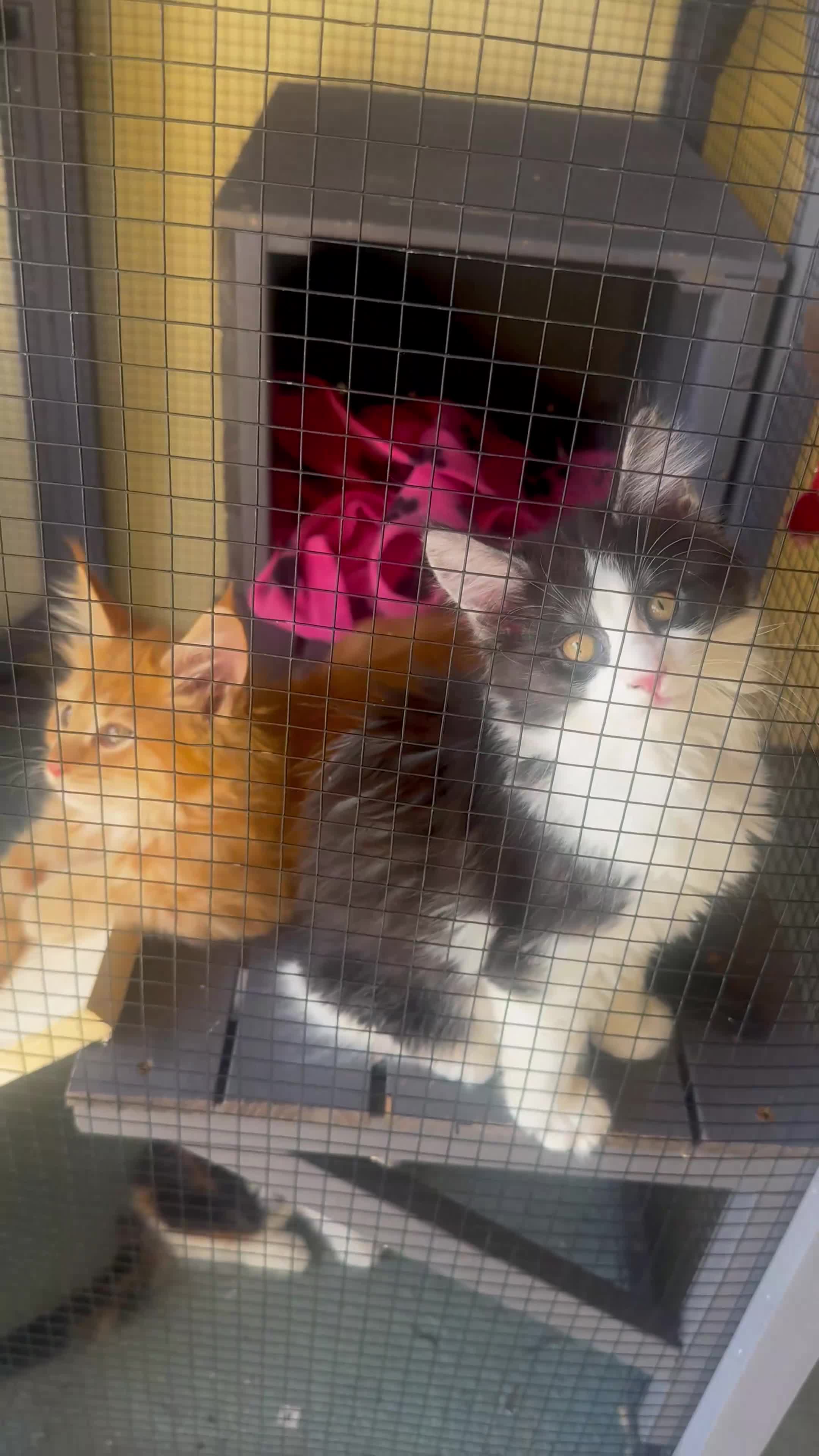 Maine Coon cats for sale: Stunning MaineCoon Kitten–Champion Bloodline - Video 4