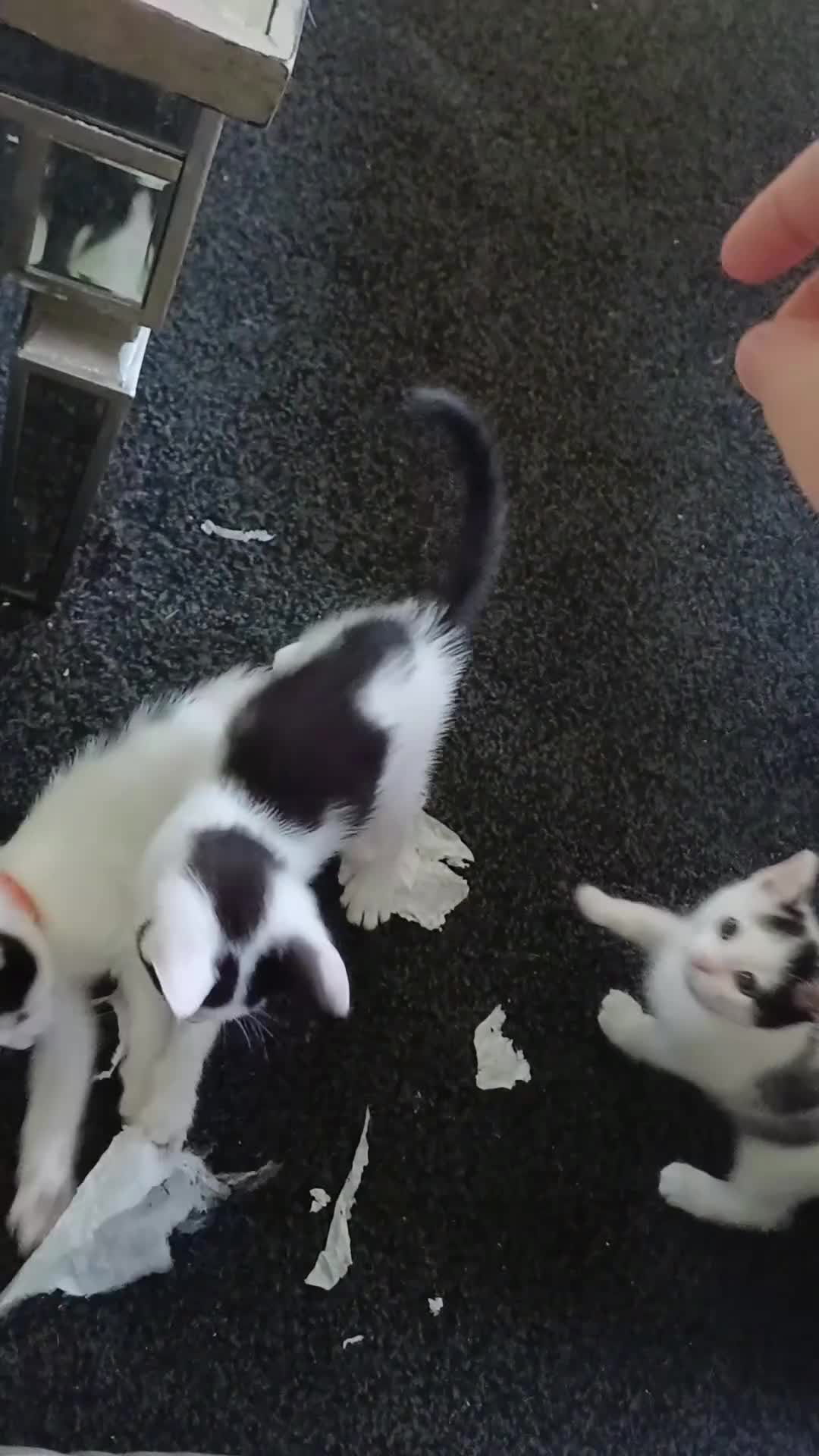 Mixed Breed cats for sale: Boy kittens  - Video 1