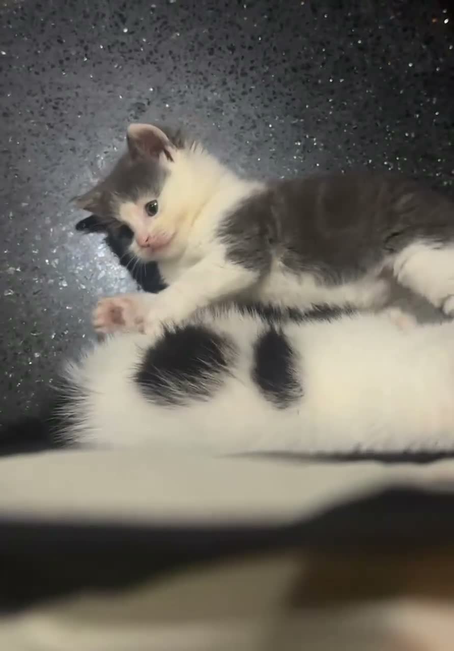 Mixed Breed cats for sale: 3 kittens available - Video 3