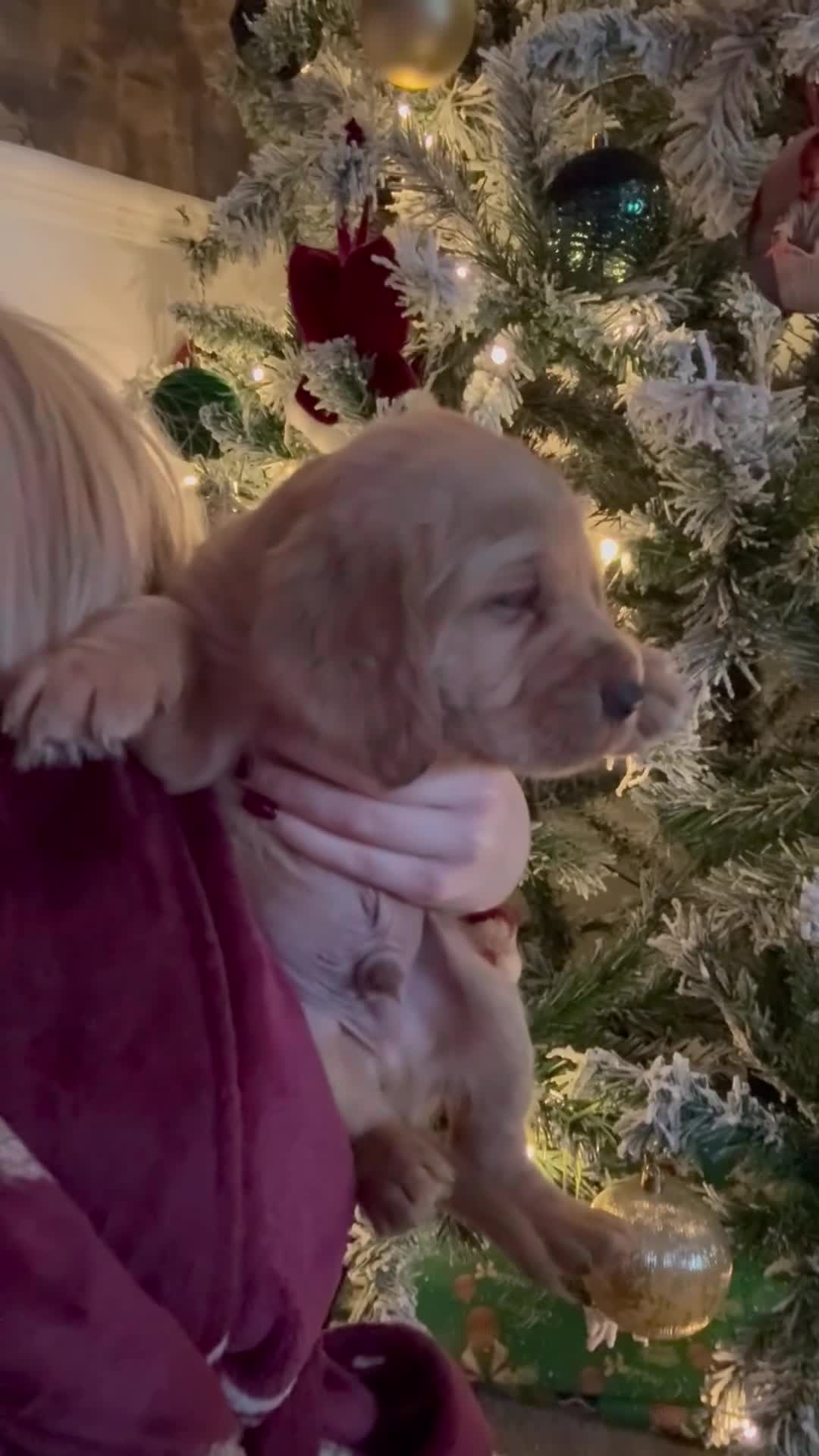 Cockerdor dogs for sale: FOX RED COCKERDOR PUPS  - Video 1