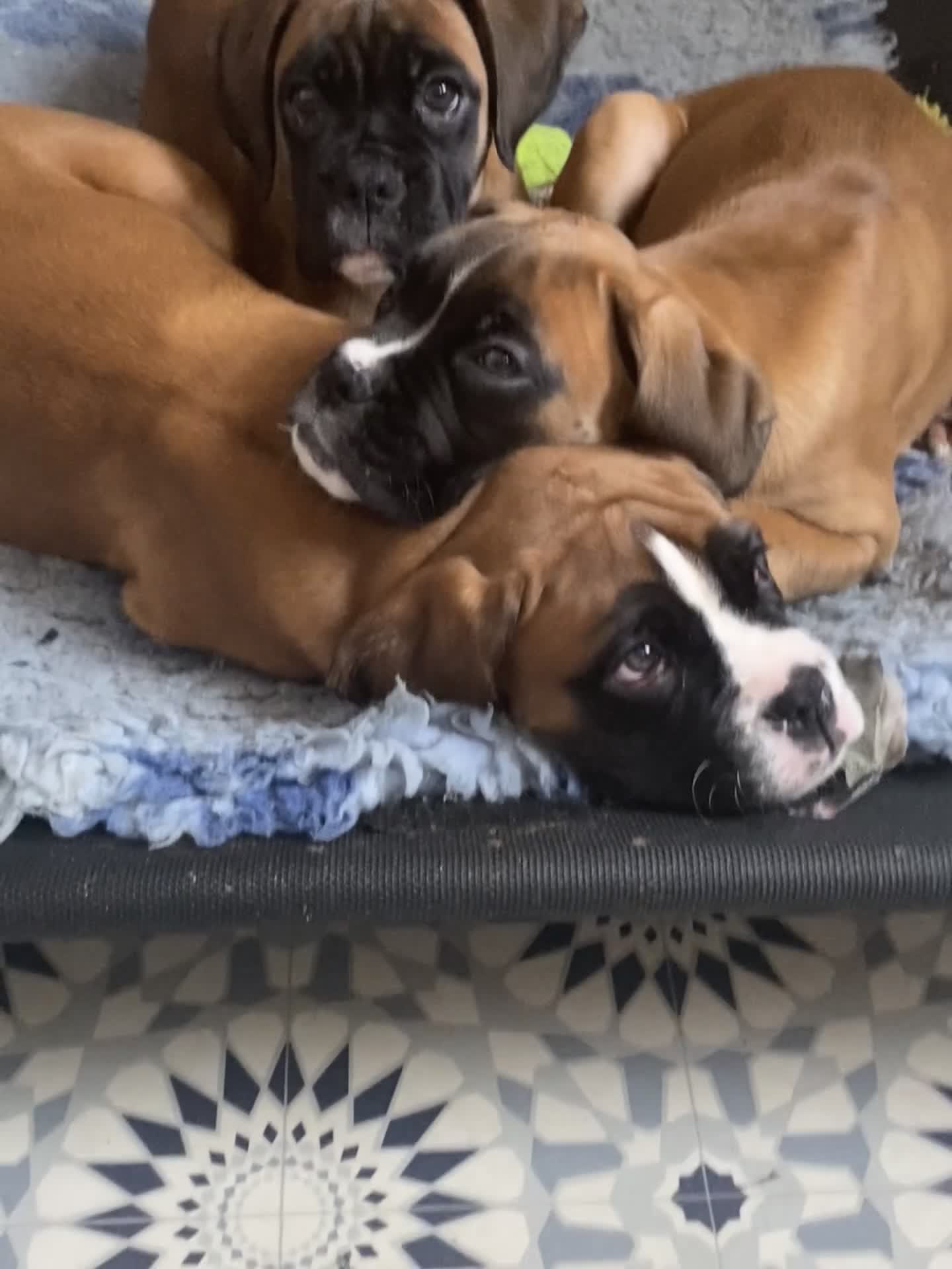 Boxer dogs for sale: Stunning Boxer puppies - Video 1