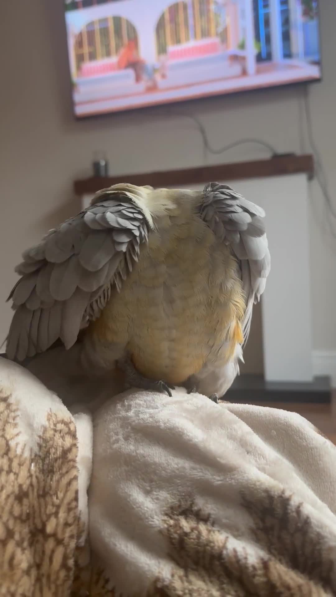 Cockatoo birds for sale: Cockatoo/Gala - Video 2